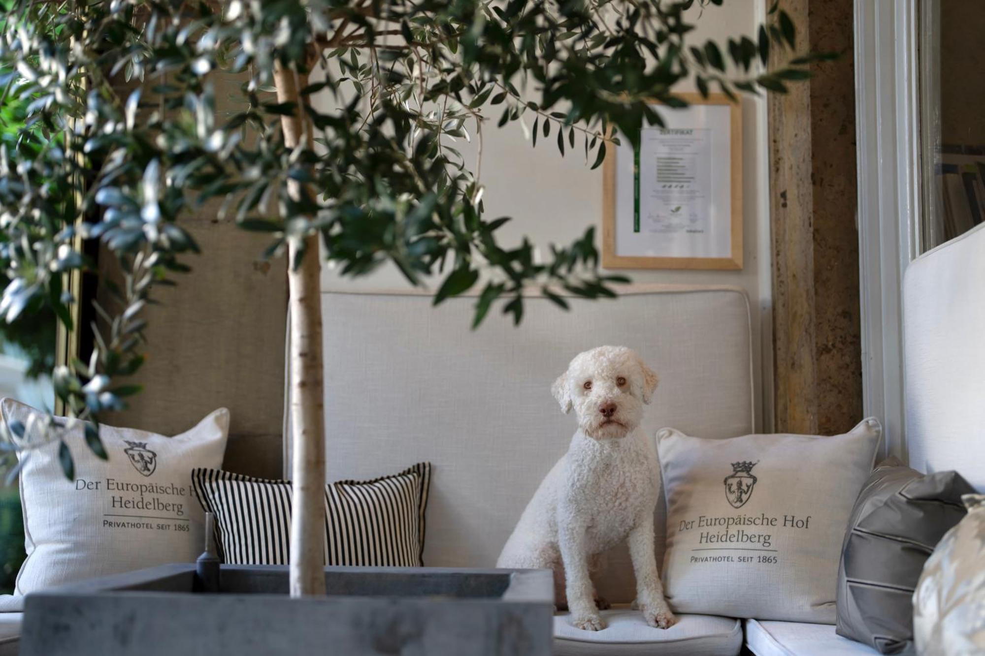 Hotel Europaeischer Hof Heidelberg, Bestes Hotel Deutschlands In Historischer Architektur Kültér fotó A young Spanish Water Dog